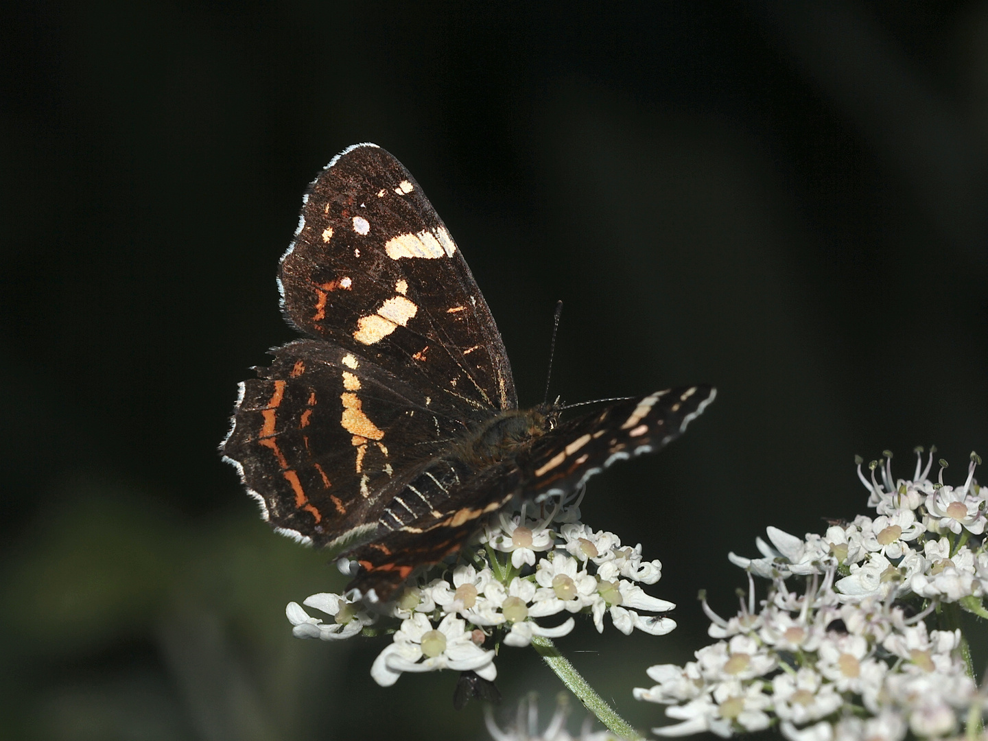 (19) Unterschiedliche Färbungen der Sommerform des Landkärtchens (Araschnia levana f. prorsa)