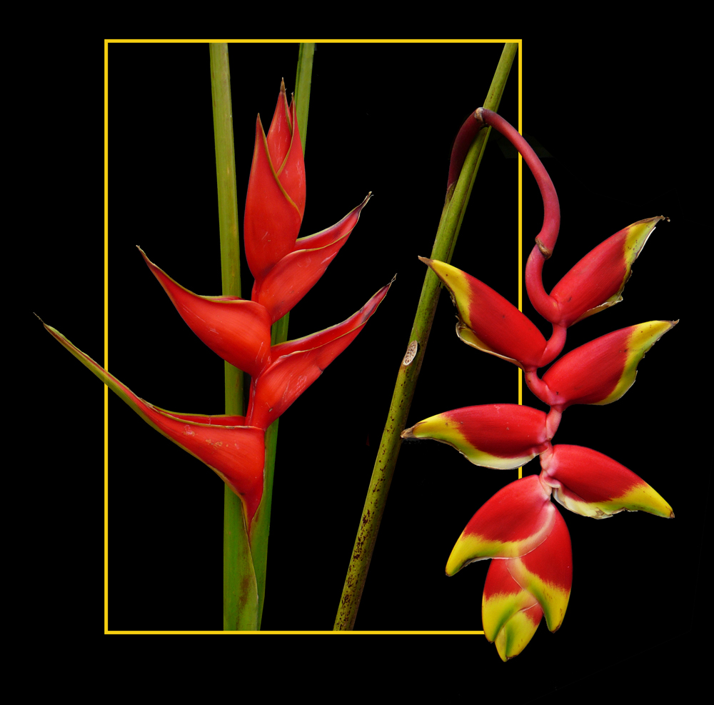 190 HELICONIA