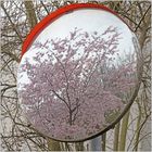 19.03.24 ## Frühblüher - Spiegeltag -  Kirschblüten ##