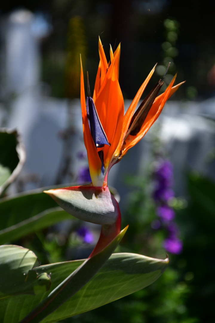 190413-21 Lanzarote -Strelizie (2)