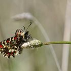 1904_DSC04155B ein Osterluzeifalter