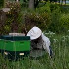 1905 BEE & beekeeper