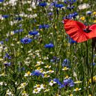 1906_0629 Die Wildblumenwiese