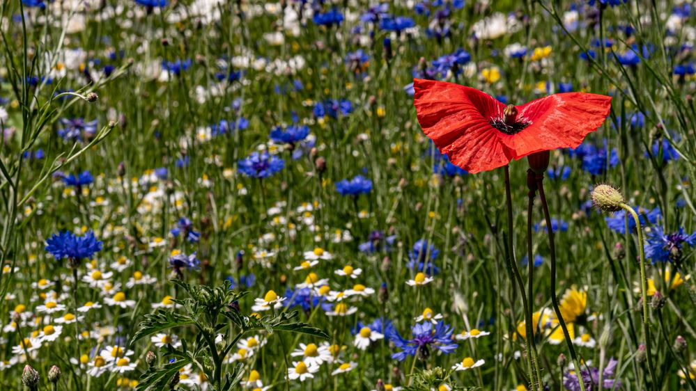 1906_0629 Die Wildblumenwiese