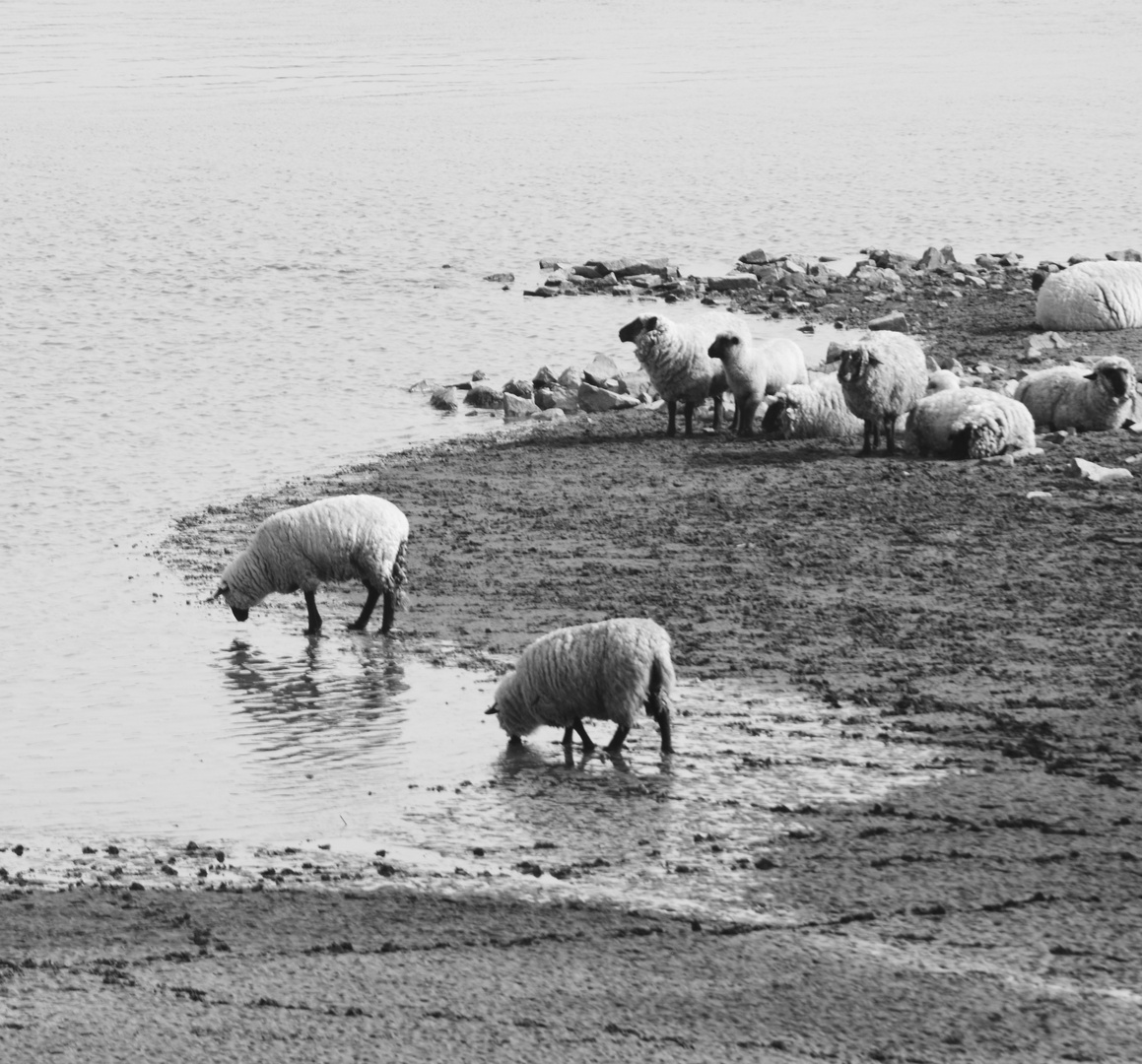 190626 - Sommer an der Elbe