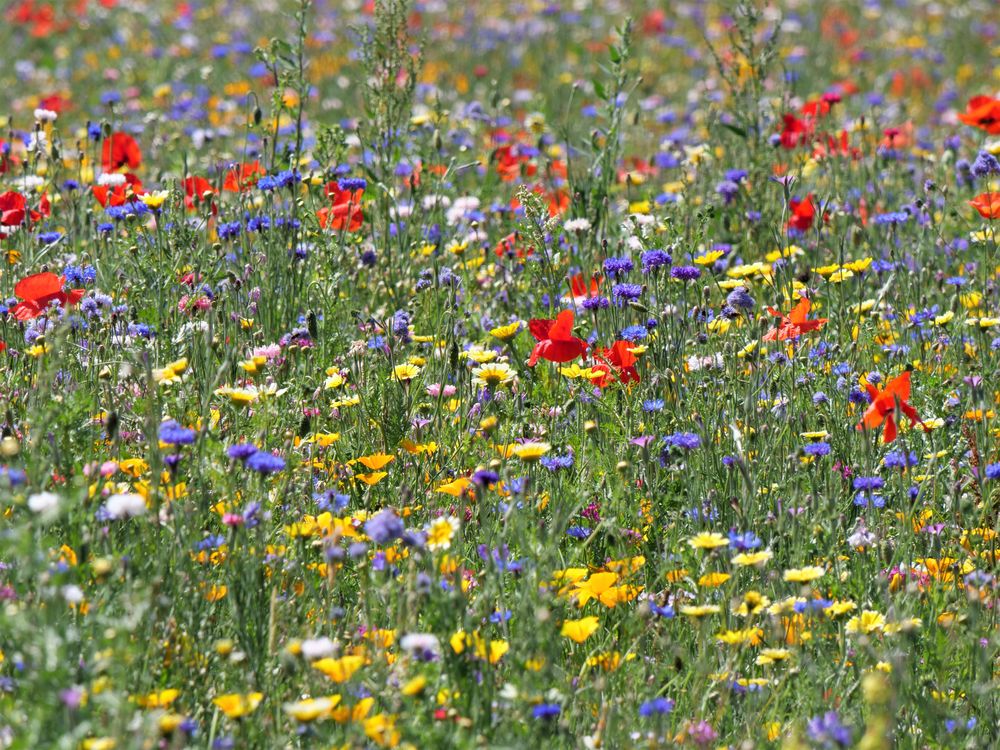 1907_0520 Die Farben des Sommers