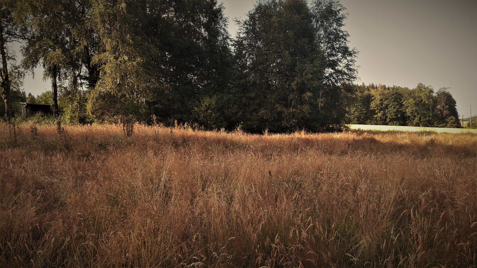 19.07.2020 Natur  pur im Abendlicht