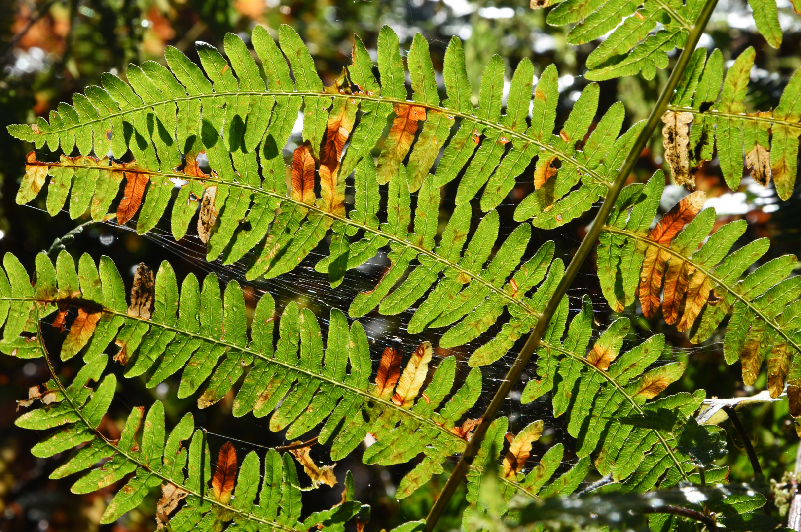 191002 - Farn zu Beginn des Herbstes