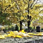 19.10.2019  Auf der Mauer gelandet neu