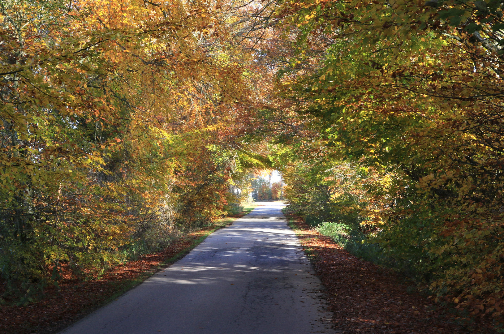 19108 Indian Summer Eastbelgium