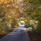 19108 Indian Summer Eastbelgium