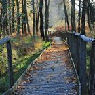 19131 Herbst im Todtenbruch