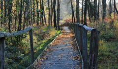 19131 Herbst im Todtenbruch