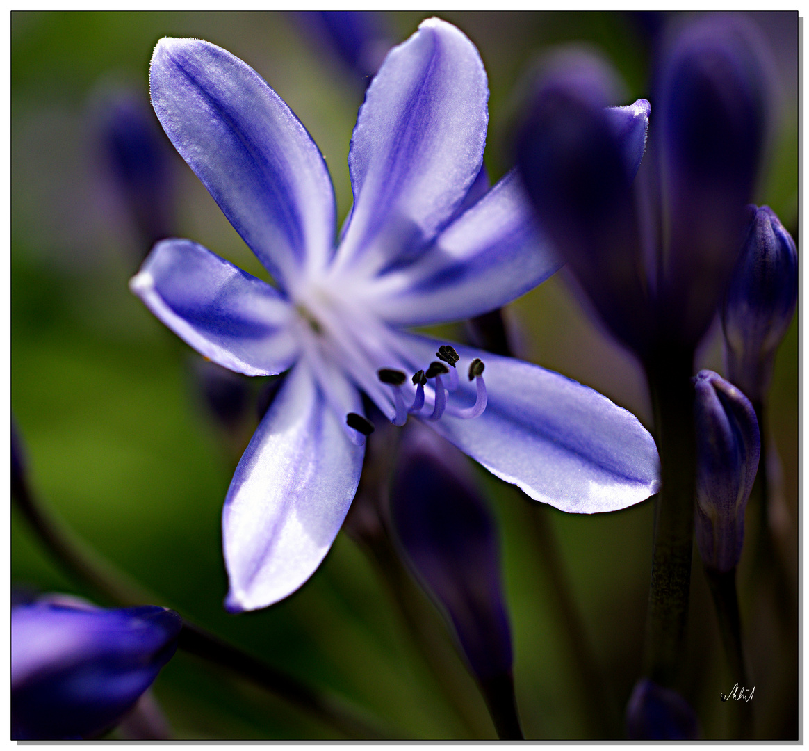 1919   --- Agapanthus im Sonnenlicht ---