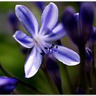 1919   --- Agapanthus im Sonnenlicht ---