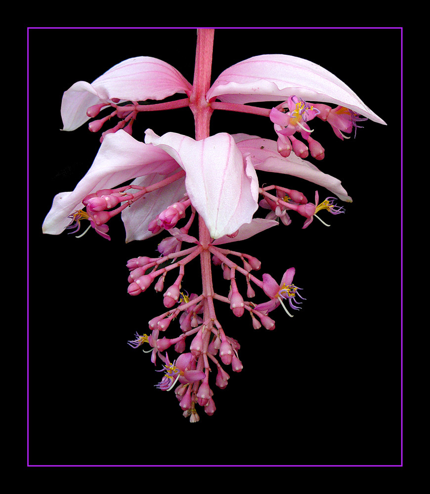 193 MEDINILLA