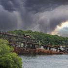 1932UZ Schiffswrack mit Geiern Insel Roaton Coxen Hole Honduras