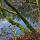 19367 milde Winterfarben im Nationalpark Eifel