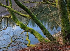 19367 milde Winterfarben im Nationalpark Eifel