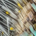 193cb_schuppen-pollen_150B_mitu20_LK+1flash