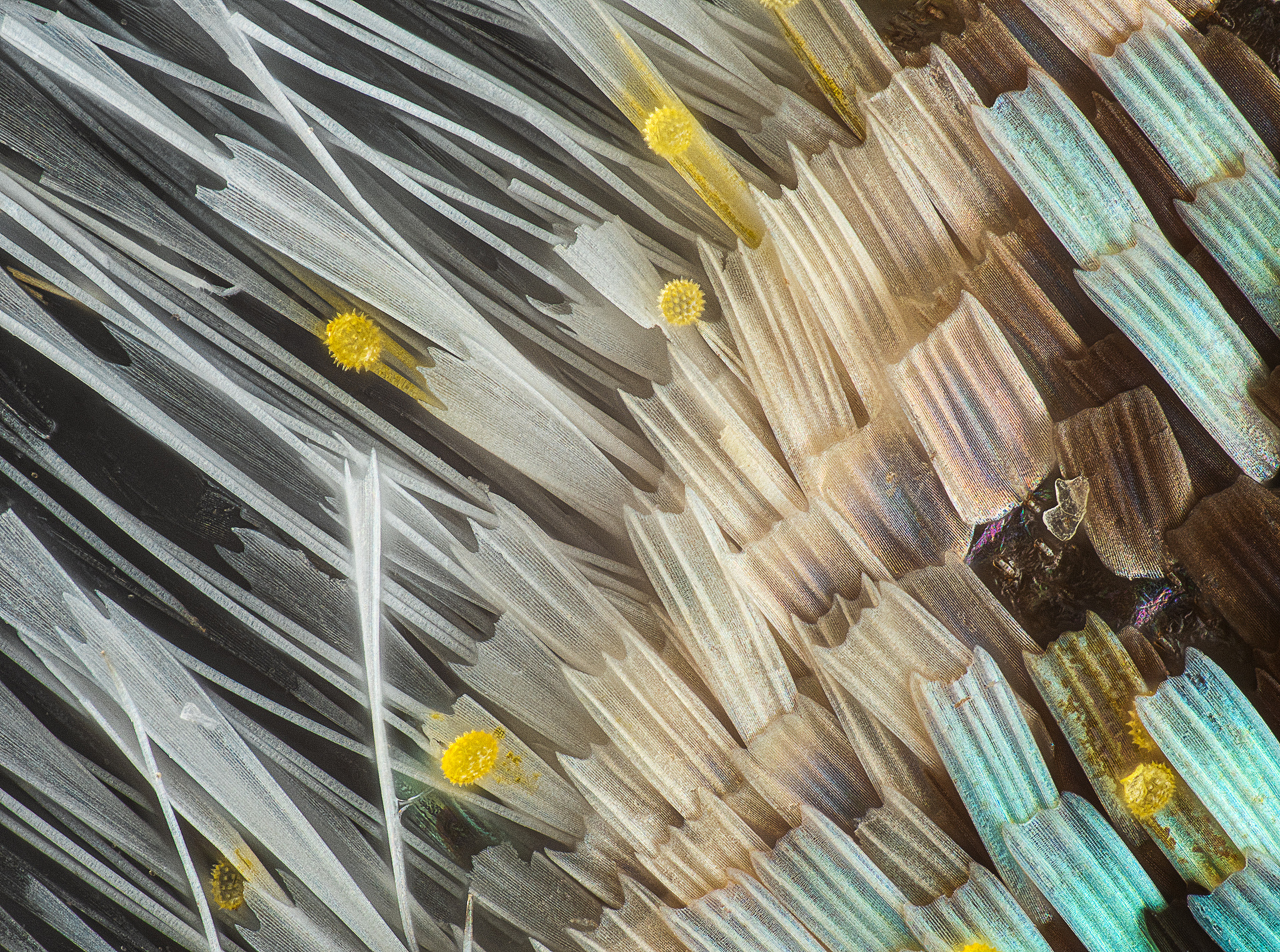 193cb_schuppen-pollen_150B_mitu20_LK+1flash