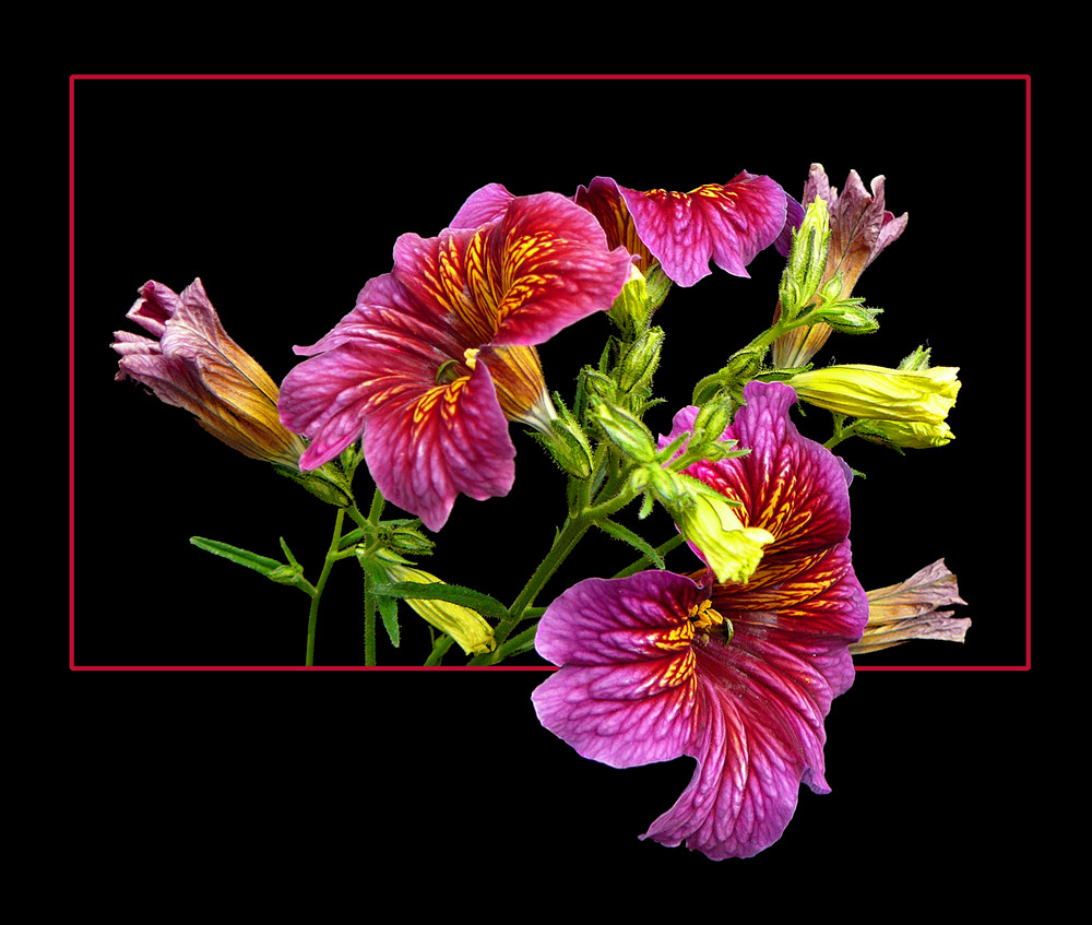 194 SALPIGLOSSIS