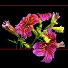 194 SALPIGLOSSIS