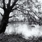 1946 ... der Baum am See ... 