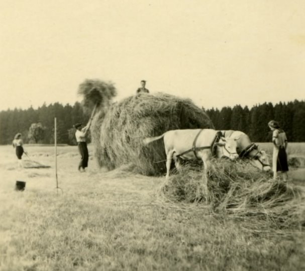 1949 Heuernte