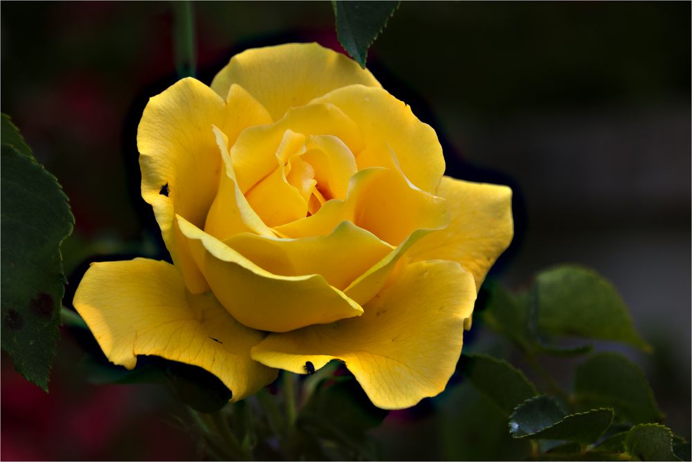 195 / 2021 - die gelbe Rose ...