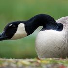 1957 ... der Duckmäuser ... 