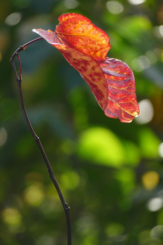 Red flourish by Neil Moffatt