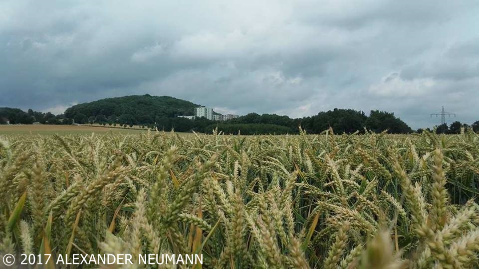 19691581_1299727926838907_209393470_n Foto & Bild | landschaft, Äcker