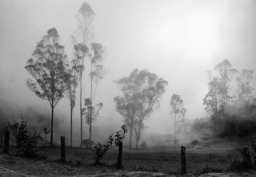 Humid forest by Emilio A. Cano 