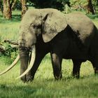 1975 Erinnerung an die erste Afrikareise. Starker Elefant.
