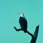 1975 Schreiseeadler am Lake Naivaha