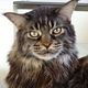 Ernesto, Maine Coon