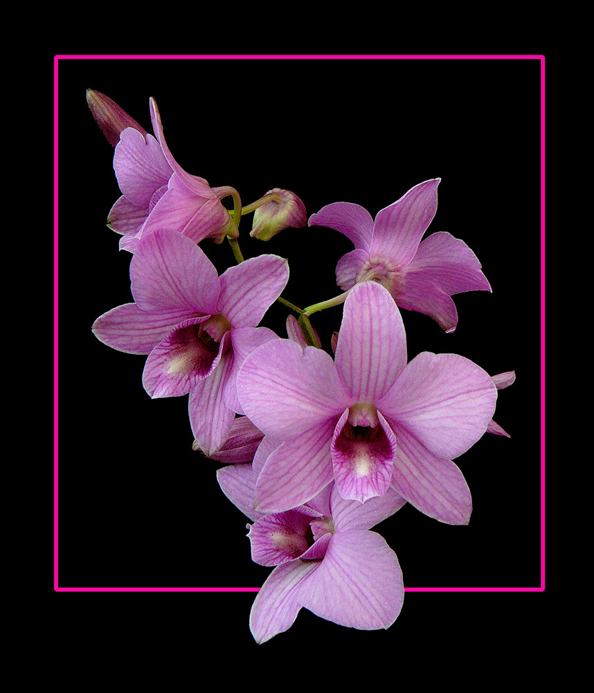 198 ORCHIDEA