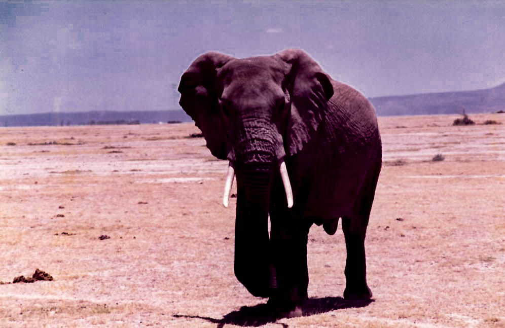 1983 Einzelgänger im Masai  Mara