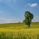 Baum inmitten eines Rapsfeldes