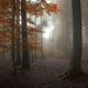 Herbstwald