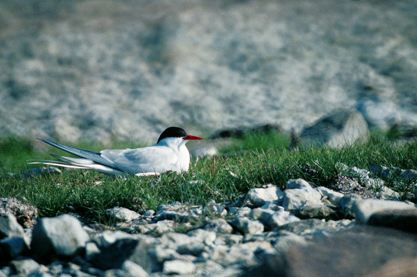 1986 SCHWEDEN, Norwegen, Finnland