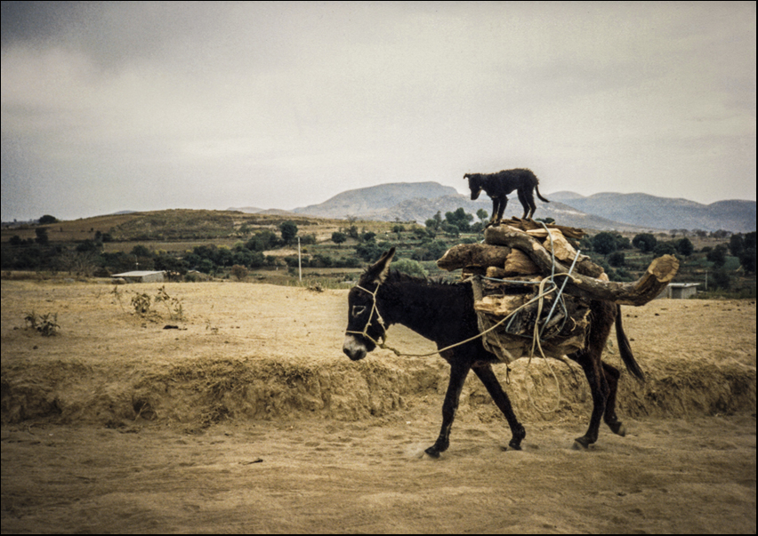 - 1988 Easy Rider (T.M.F 4/10) -