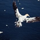 1989 Schottland, Bass Rock 