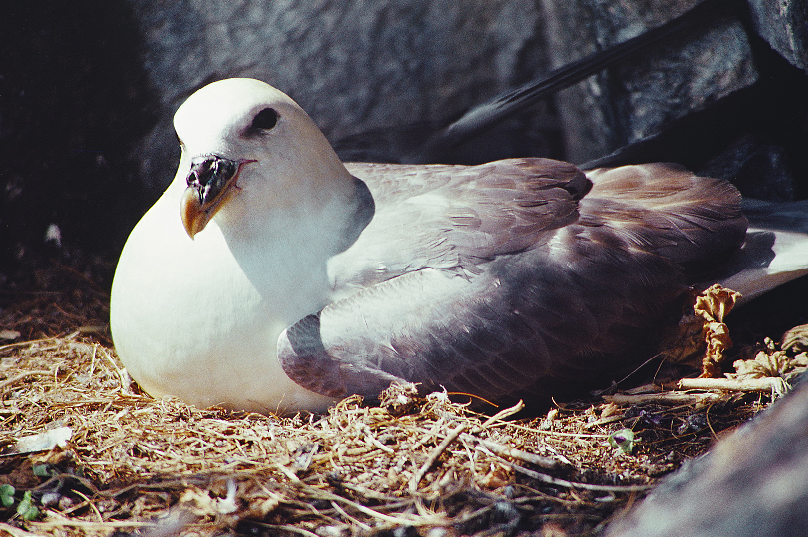 1989 Schottland Craig Island, Eissturmvogel