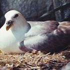 1989 Schottland Craig Island, Eissturmvogel