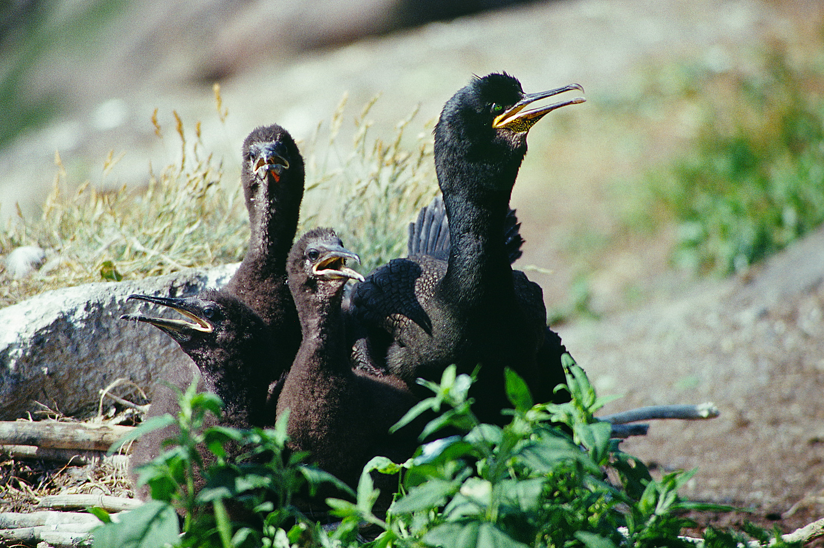 1989 Schottland Craig Island, Krähenscharbe