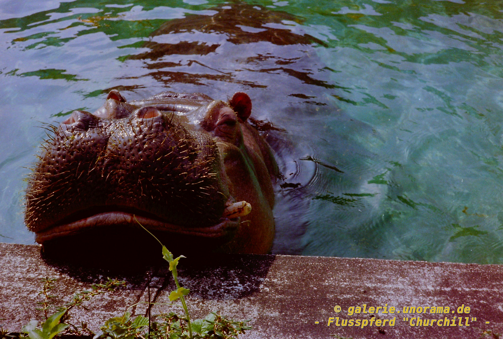 1990er - Flusspferd "Churchill" im Kölner Zoo