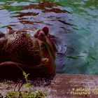 1990er - Flusspferd "Churchill" im Kölner Zoo