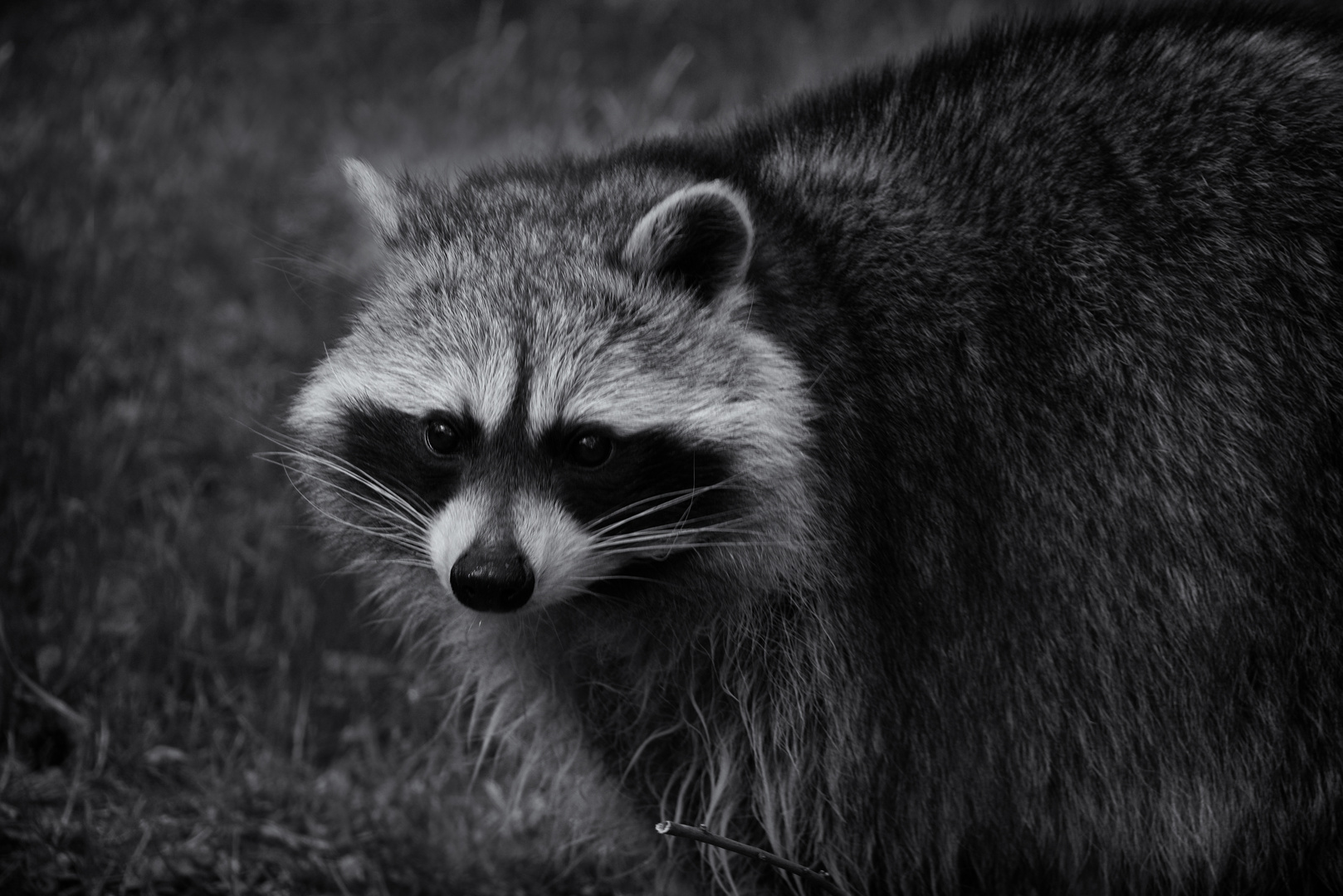 1991 ... Waschbär ... 